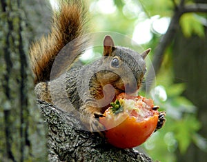 Squirrel Eating a Tomato