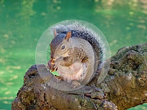 squirrel eating on tree