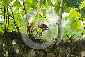 Squirrel eating on a tree