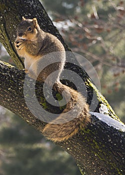 Squirrel eating on a tree branch