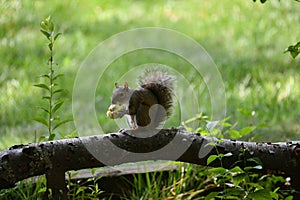 Squirrel eating on a tree branch in a park.