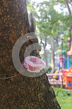 A squirrel is eating from a tree in the park