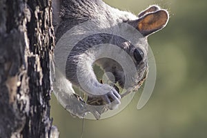 Squirrel eating unknown creature