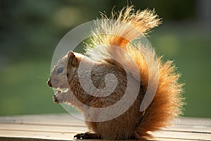 Squirrel Eating Walnut