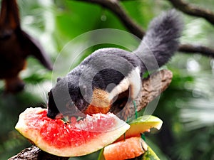 Squirrel eating watermelon