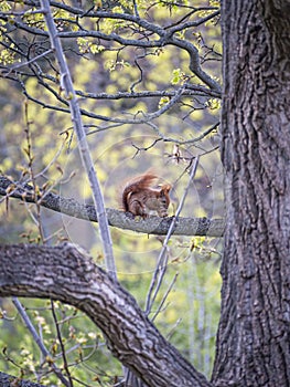 Squirrel eats on the branch