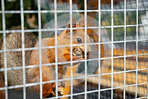 The squirrel eats in the cage. The animal is in captivity.