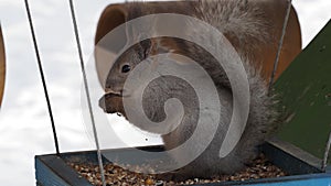 Squirrel eats from a feeder in winter. Feeding animals in winter. 4k footage.