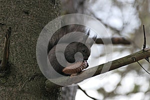 a squirrel eats fir cone seeds