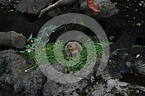 A squirrel eats in the wild