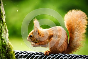 squirrel eats from half a walnut