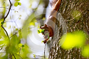 Squirrel eats a leaf of the tree.