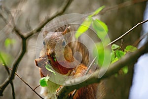 Squirrel eats a leaf of the tree.