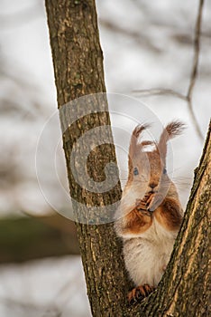 The squirrel eats a nut on the branches of a tree.