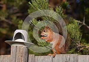Squirrel eating nut on the fence
