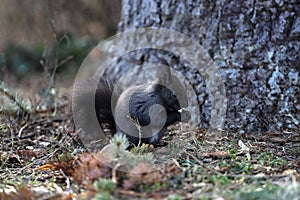 Squirrel eats a nut on a natural background