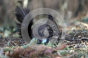 Squirrel eats a nut on a natural background
