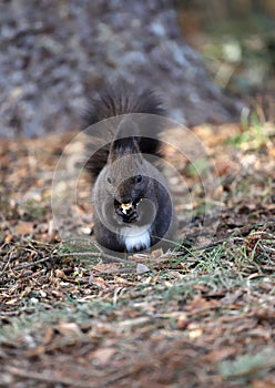 Squirrel eats a nut on a natural background