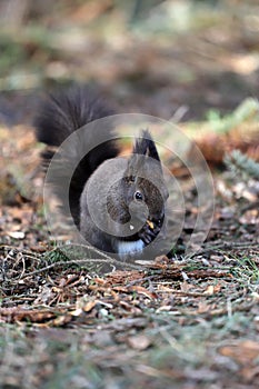 Squirrel eats a nut on a natural background