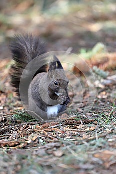 Squirrel eats a nut on a natural background