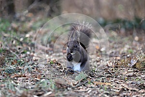 Squirrel eats a nut on a natural background