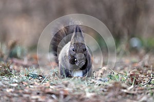 Squirrel eats a nut on a natural background
