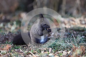 Squirrel eats a nut on a natural background