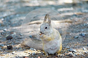 Squirrel eats a nut peanuts, photo front left, tail lowered