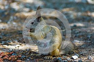 Squirrel eats a nut peanuts, photo front left, tail lowered