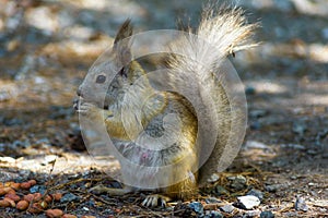 Squirrel eats a nut peanuts, photo front left, tail raised