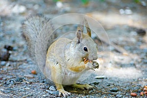 Squirrel eats a nut peanuts, photo front right, tail lowered