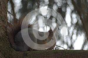 Squirrel eats a nut sitting on a tree branch