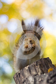 The squirrel eats nut on a tree in the autumn wood