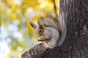 The squirrel eats nut on a tree in the autumn wood