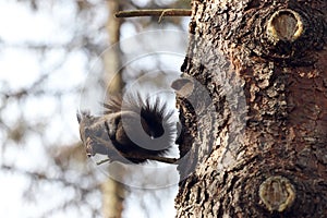 Squirrel eats a nut on a tree branch