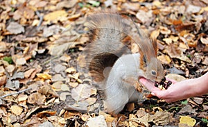 Squirrel eats nuts
