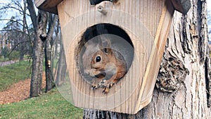 The squirrel eats nuts being in a wooden lodge on a tree trunk