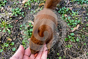 Squirrel eats nuts from man`s hand in the park
