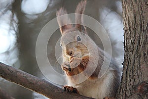 The squirrel eats nuts