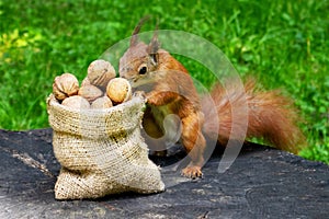 Squirrel eats nuts in the park.