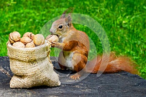 Squirrel eats nuts in the park.