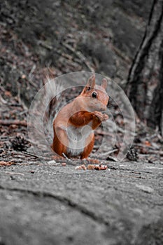 squirrel eats nuts in the park