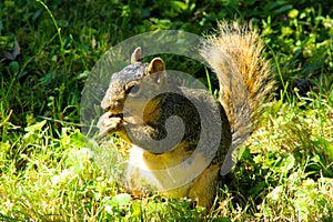 Squirrel Eats Seed in Sunshine 01