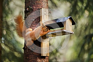 Squirrel eats seeds from a bird feeder on a tree