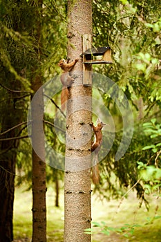 Squirrel eats seeds from a bird feeder on a tree