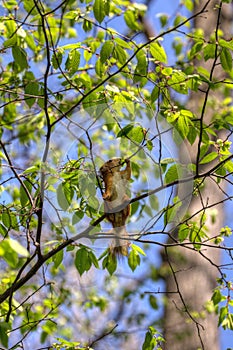 Squirrel eats spring buds