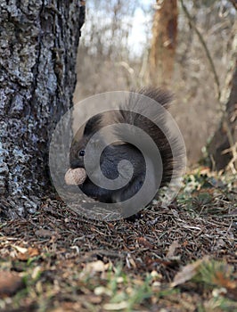 Squirrel eats a walnut on a natural background