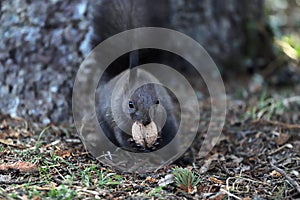 Squirrel eats a walnut on a natural background