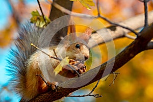 Squirrel eats a walnut on a tree branch