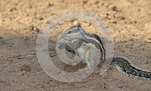 A squirrel eats wheat germ from the ground
